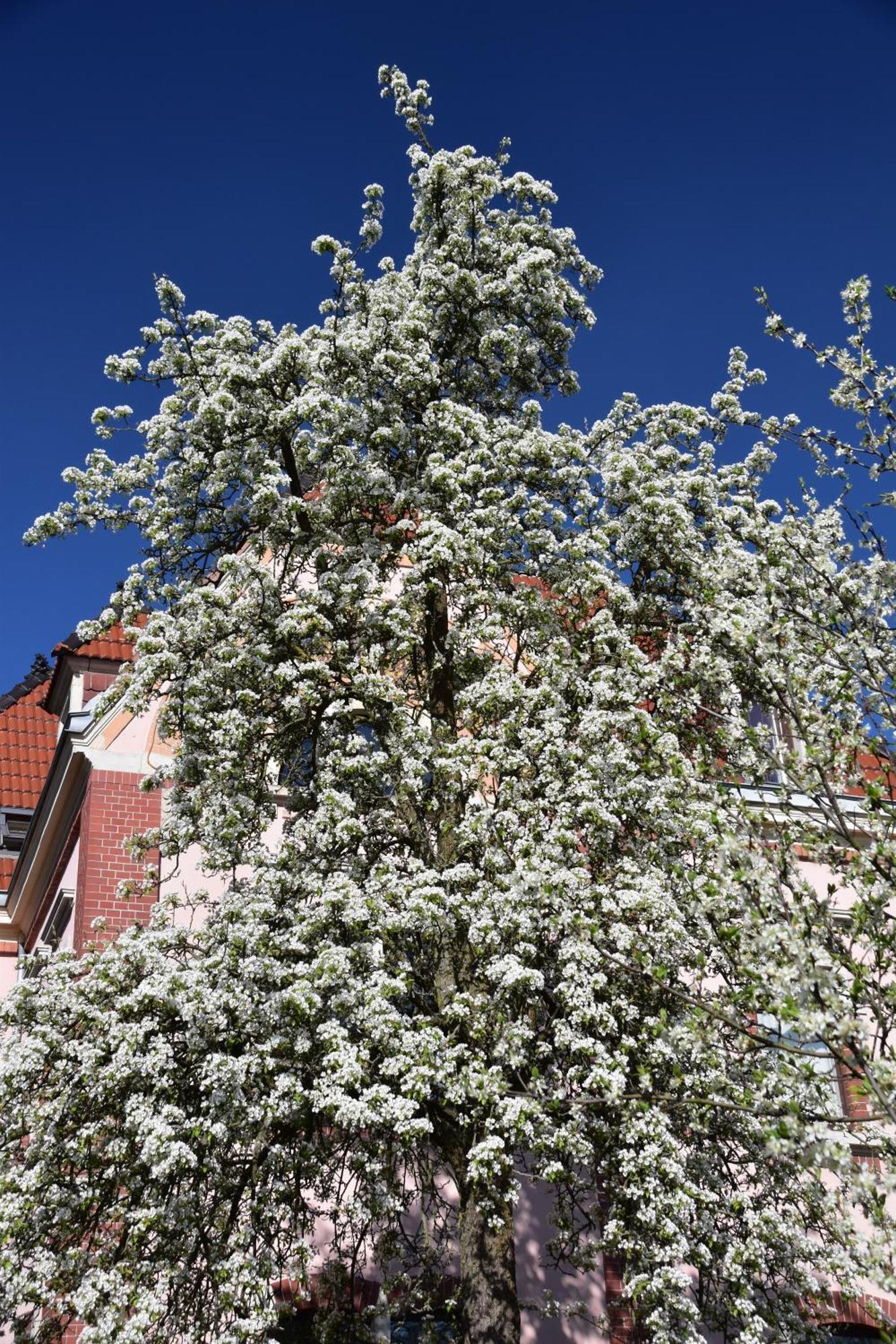 Ferienwohnung Und Pension "Zur Aue" Konigsbruck Dış mekan fotoğraf
